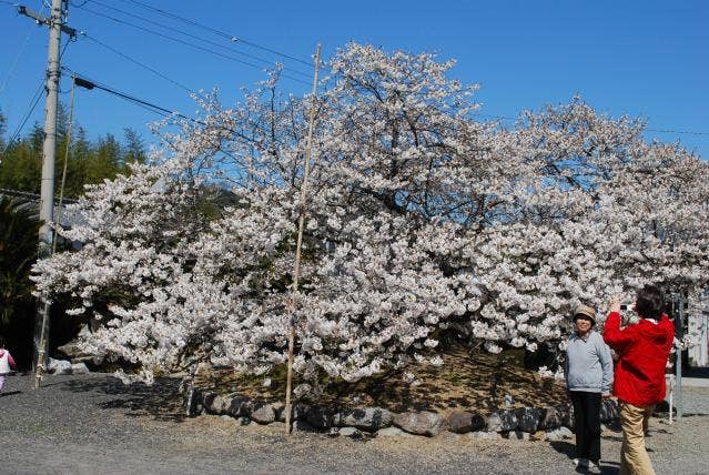 一樹桜