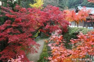 西山興隆寺紅葉