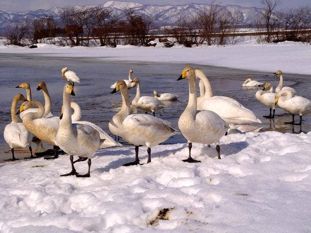 袋地沼の白鳥