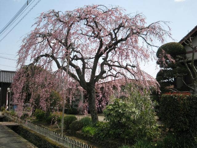 のごみ人形工房しだれ桜