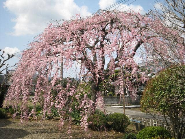 のごみ人形工房のしだれ桜