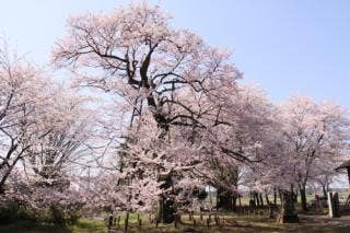 江戸彼岸桜