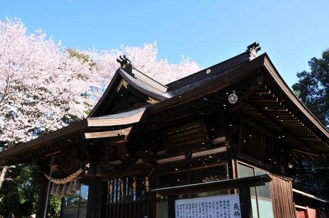 長柄神社と江戸彼岸桜