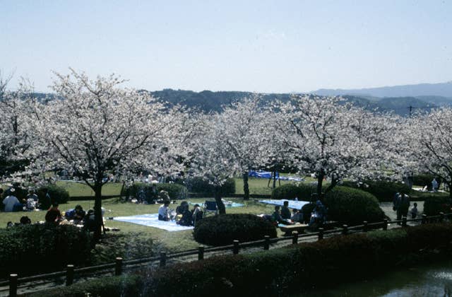 旭ヶ岡公園花見