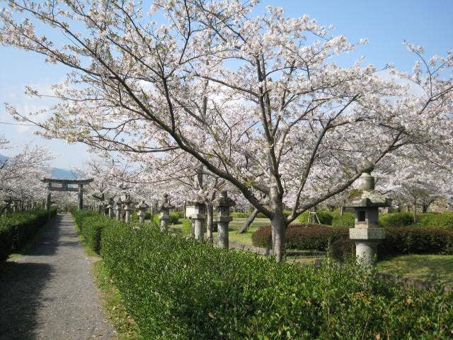 旭ヶ岡公園桜