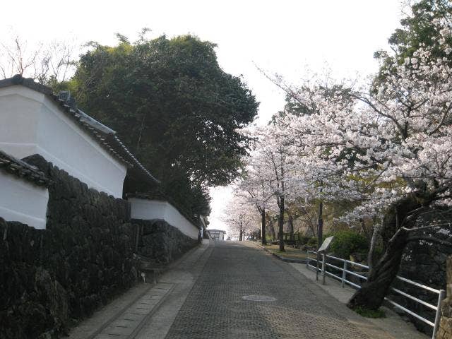 武家屋敷通りと桜
