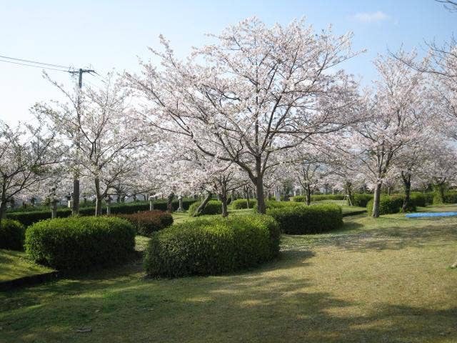 旭ヶ岡公園桜