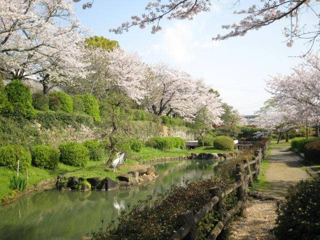 旭ヶ岡公園堀ばたの桜
