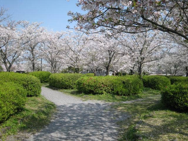 旭ヶ岡公園赤門側の桜