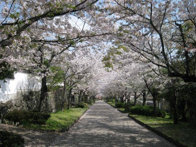 花のトンネル（桜並木）