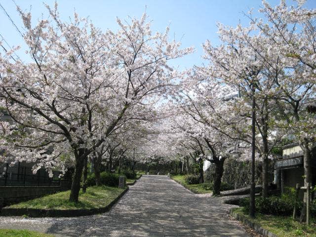 花のトンネル（桜並木）