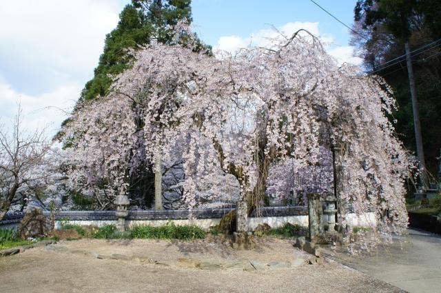 天堂のしだれ桜