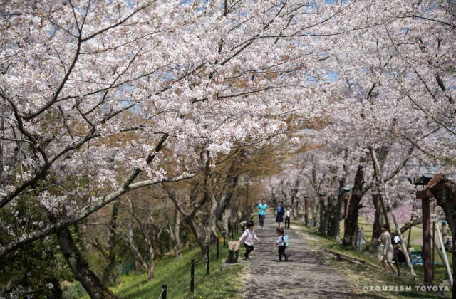 水源公園の桜並木