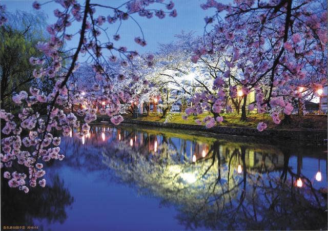 香久池公園の桜