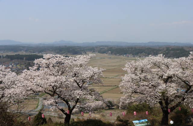 桜と田園地帯