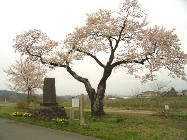 桜樹碑と開治郎桜