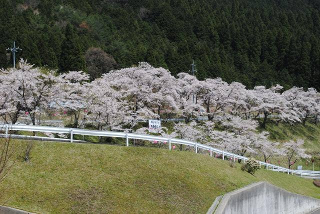 志戸坂峠道入口の桜並木