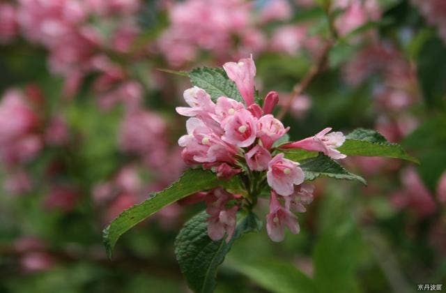 しゃくなげの花