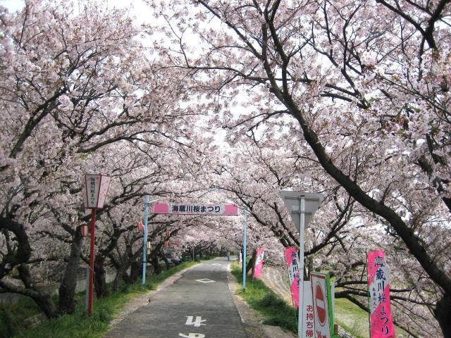 海蔵川桜まつり