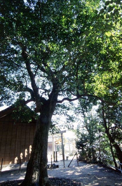 阿奈志神社のホルトの木