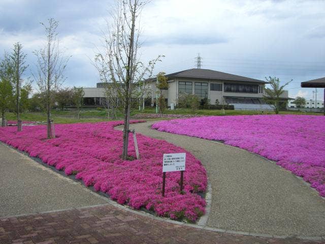 三ツ又池公園芝桜