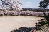 相山公園の桜