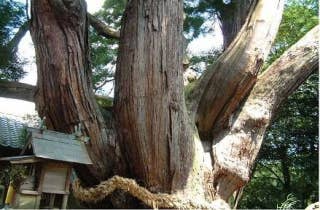 八坂神社の「大スギさん」