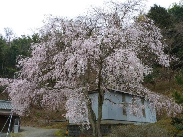 小野豆のしだれ桜