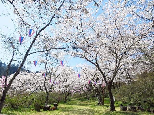 矢祭山の桜