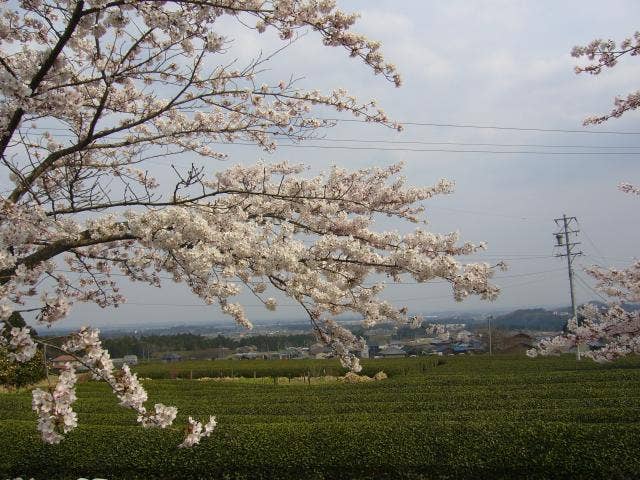 桃林寺