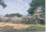 大嶽山の桜