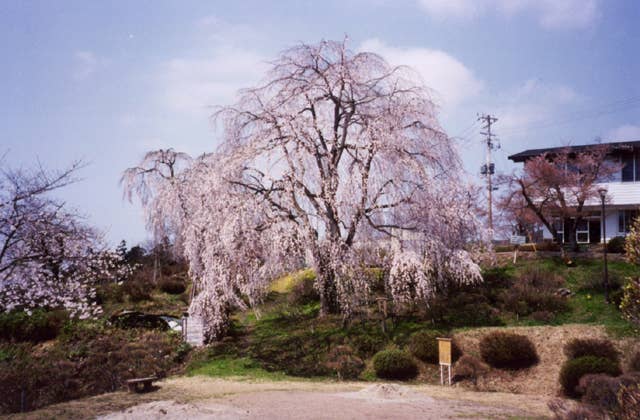 双松公園の桜