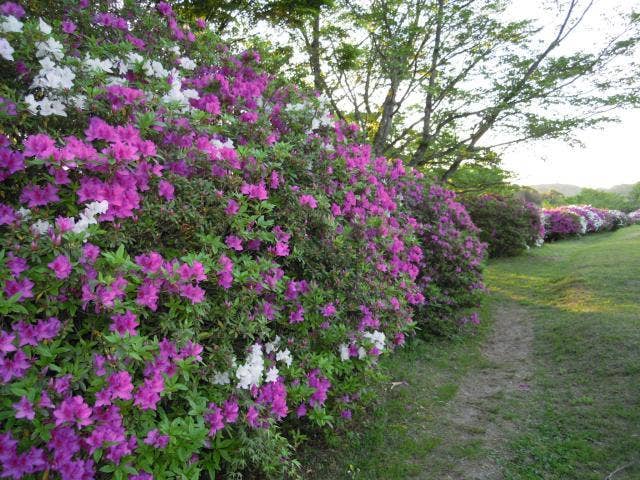 福市遺跡公園のつつじ