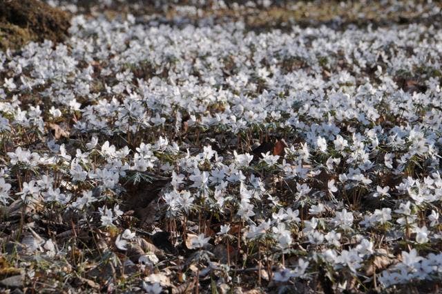 雪が積もったように白く見える節分草園地