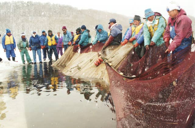 小川原湖しが曳網漁