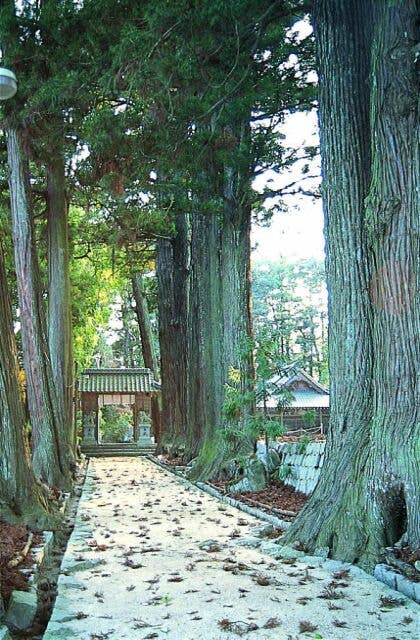 諏訪神社参道杉並木