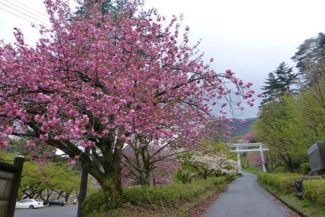 船上山ヤエザクラ