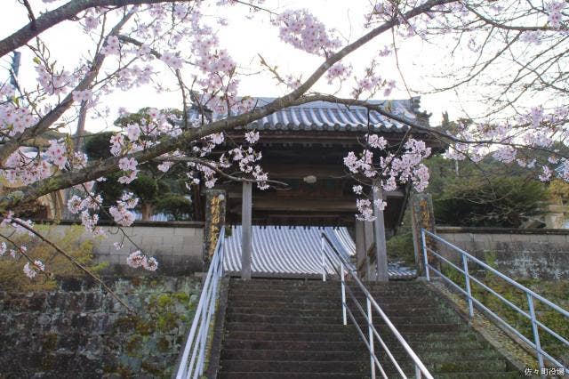 桜と東光寺