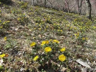 虻田福寿草の里