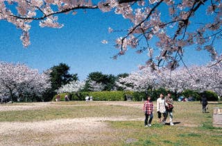 老の山公園／さくら