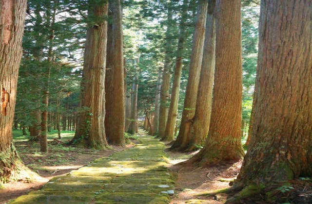 金浦神社 杉並木