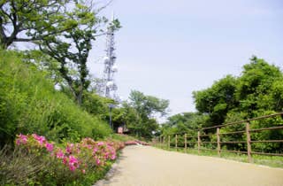 火の山公園つつじ2