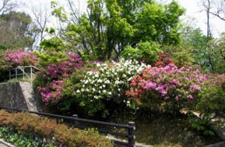 火の山公園つつじ3