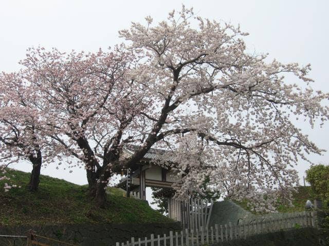 夫婦桜