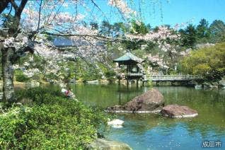 成田山公園の桜