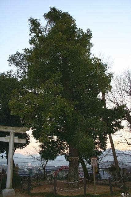 応其太神社の梛の木
