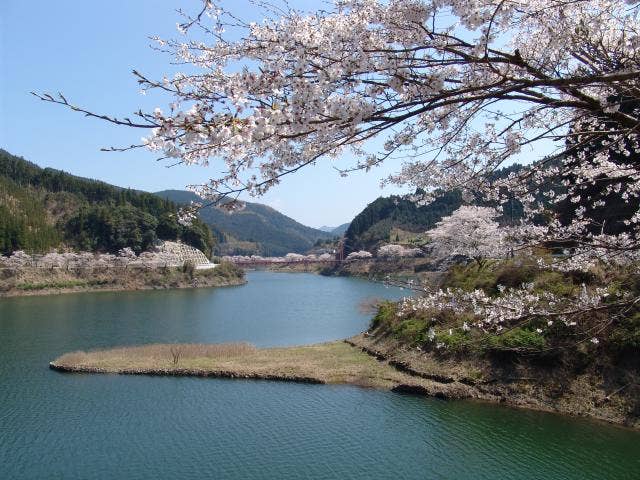 日向神ダム千本桜