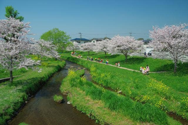 春の秋津川河川公園