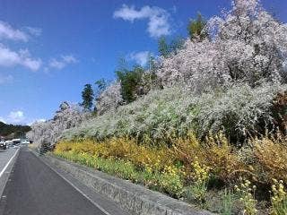 国道438号（鬼籠野）