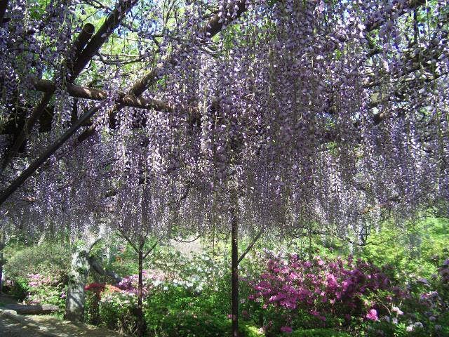 御船山楽園の藤